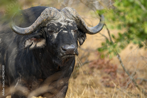 Wild African buffalo (syncerus caffer) in close up in the Kruger National Park