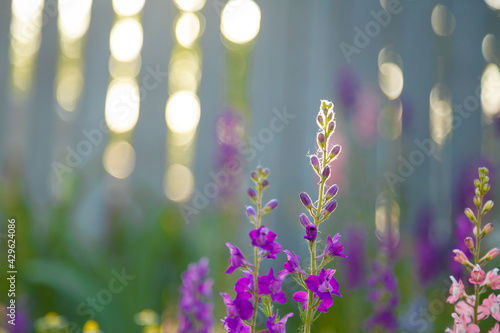 beautiful purple and pink Delphinium flowers in sunrays light, springtime blossom concept. © elenaseiryk