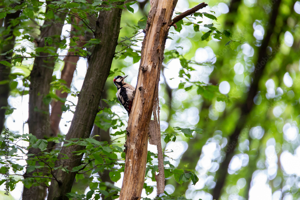 Woodpecker in a forest. 