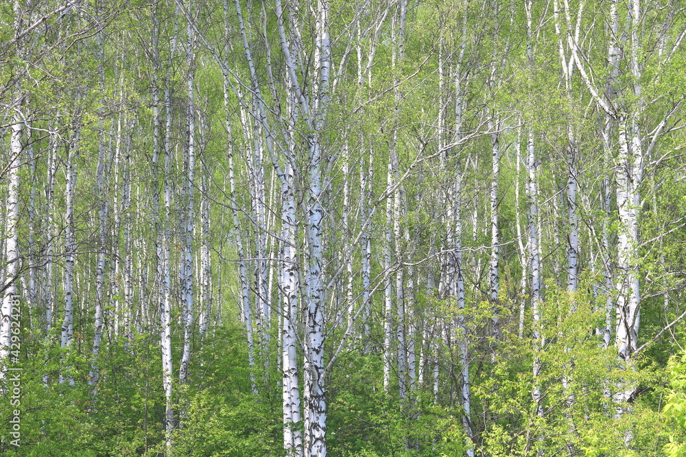 Fototapeta premium Young birch with black and white birch bark in spring in birch grove against background of other birches