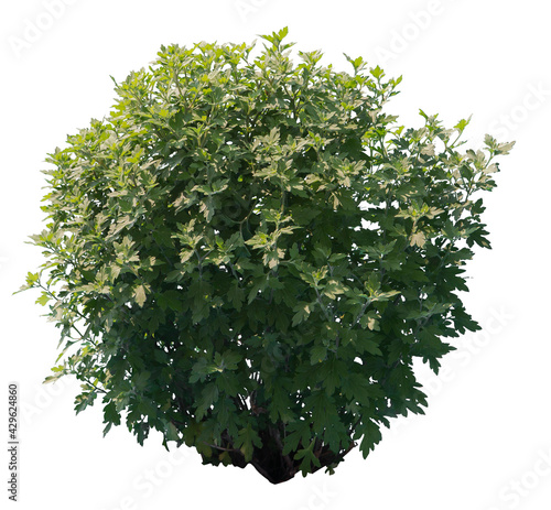 Common mugwort shrub isolated on white background
