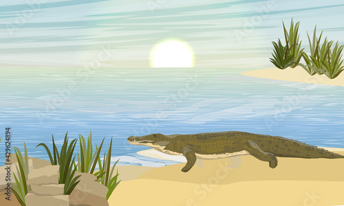 Nile crocodile Crocodylus niloticus stands on a sandy river bank. Wild reptiles of Africa. Realistic vector landscape