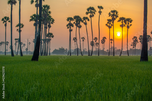 Nature sunrise landscape view of Asian Palmyra palm trees (Sugar palm) and green rice field at viewpoint of Dongtan Sam Khok, Pathum Thani. photo