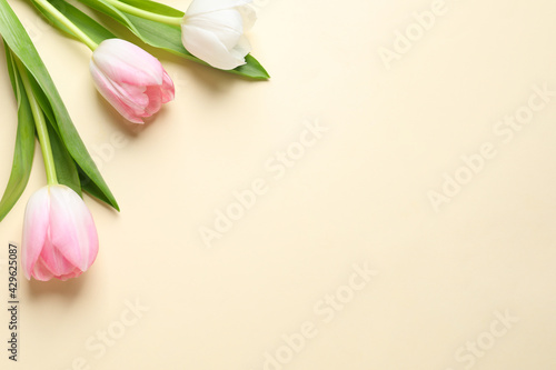Fototapeta Naklejka Na Ścianę i Meble -  Beautiful pink spring tulips on beige background, flat lay. Space for text