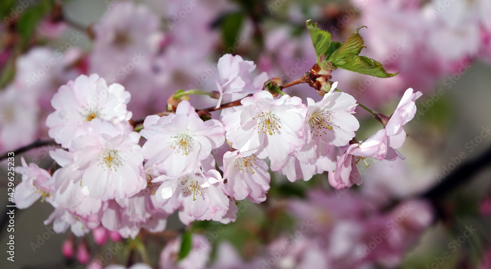 Fototapeta premium Sakura blooming in spring