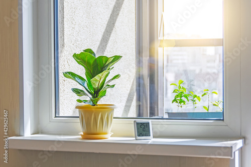 Green Ficus lyrata bambino plant on the windowsill of a sunlit room  and electronic thermometer and hygrometer.