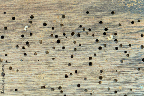 Woodworm in Infested Oak wood of a wine barrel. Seamless Background of Old wooden beam affected by woodworm with holes. Wood-eating larvae of species of beetle. Concept of treatment and detection 