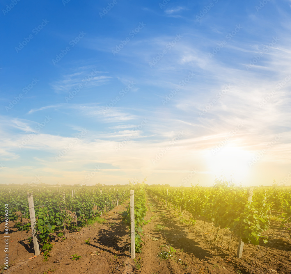 Naklejka premium vineyard at the sunset, rural agricultural scene
