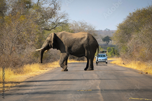 African Elephant walking on tarred road in the Kruger National Park, cars in the background - landscape orientation image
