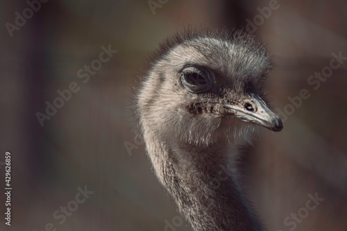 Ostrich Close Up Portrait