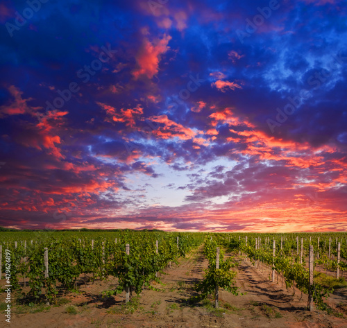vineyard at the sunset, rural agricultural scene