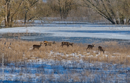 Rehe im Nationalpark Unteres Odertal  östlich von Schwedt photo