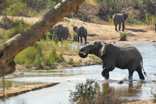 Photography African Elephant crossing a river in the Kruger National Park