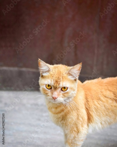 portrait of a cat © Mehedi