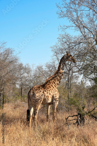 Giraffe in savannah environment in Kruger national Park - portrait photo.