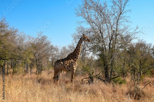 Giraffe in savannah environment in Kruger national Park  landscape photo.