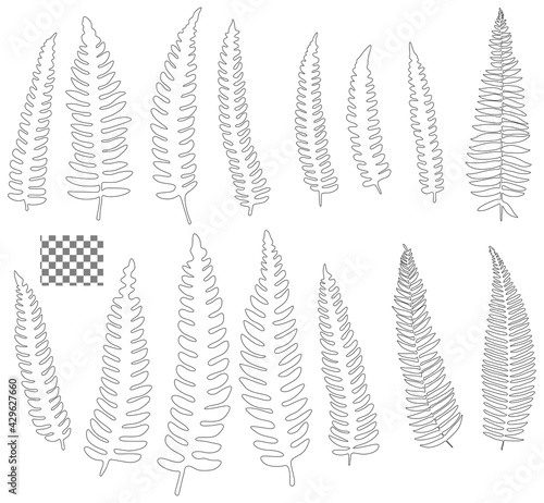 Set of 15 palm leaves  outline of tropical ferns separated on transparent background for design 