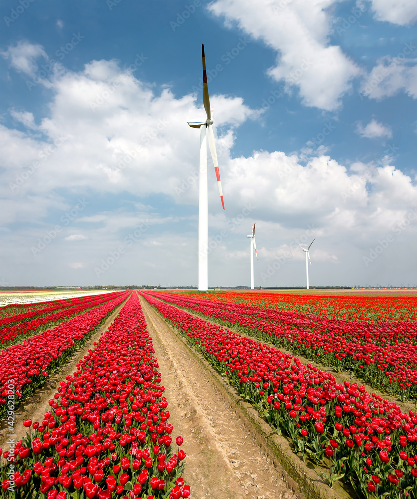 The wind turbine, or wind energy converter group in Germany against the backdrop of a against the background of a field with red tulips. The concept of conservation of natural resources and ecology.