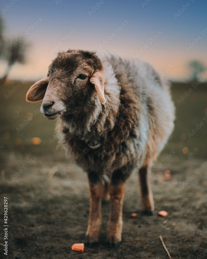 Obraz premium One cute adorable baby young white lamb. Sheep standing on meadow in sunny day. Scene from Norwegian mountain pastures. Cute sheep