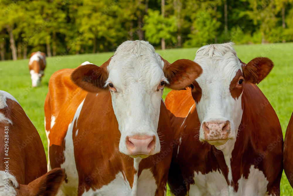 grazing white-brown cows on a green pasture - domestic animal grazing white-brown cows on a green pasture - domestic animal