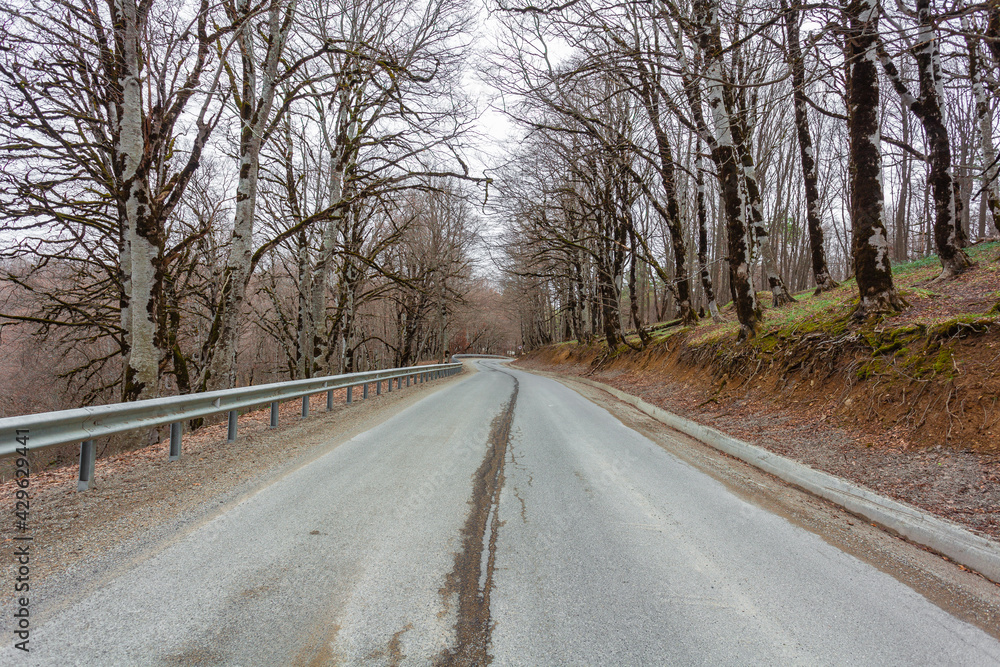 Fototapeta premium Sabaduri forest in spring, a beautiful place in the north of Tbilisi
