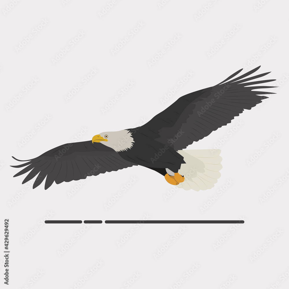 Fototapeta premium Eagle vector art and graphics