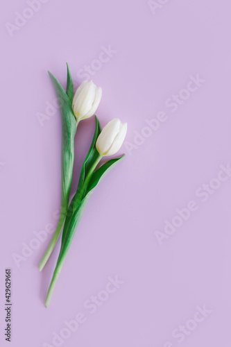 Tender white tulips on pastel violet background. Greeting card for Women's day. © Inna