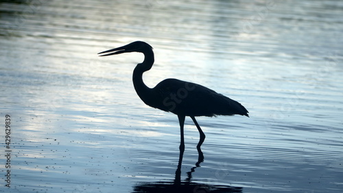 Great blue heron (Ardea Herodias) in silhouette, wading in Caleta Tortuga Negra, Baltra Island, Galapagos, Ecuador photo