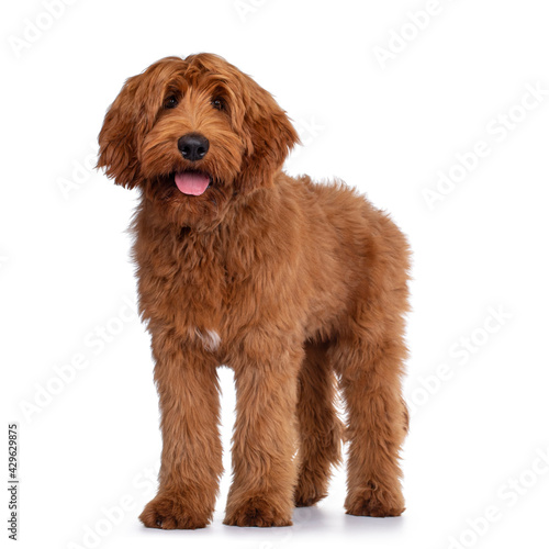 Handsome male apricot or red Australian Cobberdog aka Labradoodle, standing a bit side ways. Looking friendly to camera. Black nose, pink tongue out. Isolated on white background.