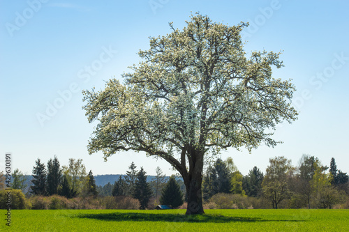 blossoming apple tree in green field spring landscape