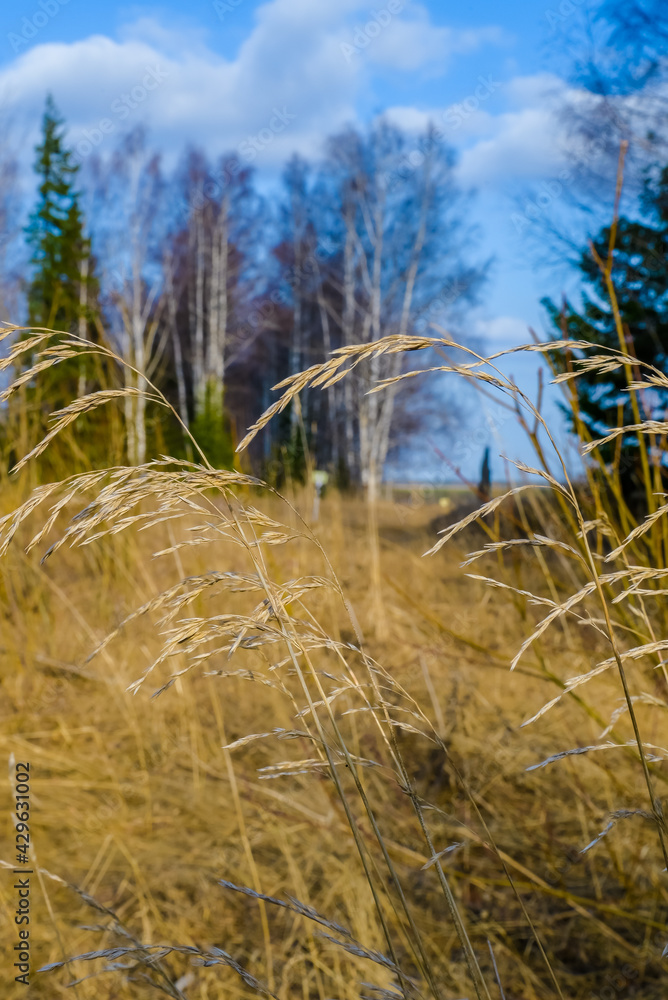 Fototapeta premium spring trees on grass background 