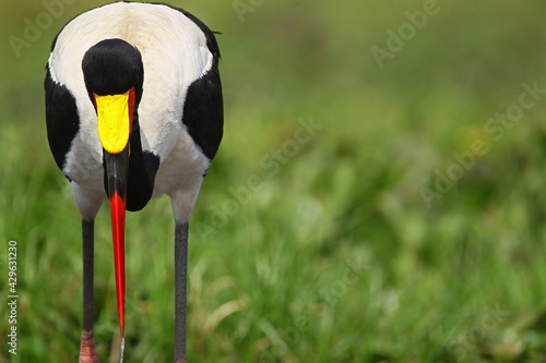 Jabiru (ephippiorhyncus senegalensis) photo