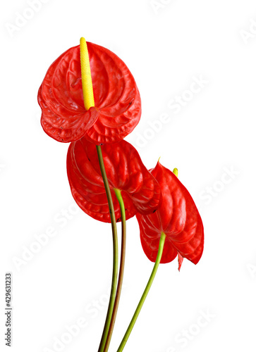 Red anthurium Flamingo Flower
