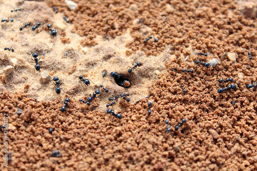 Ants. Macro photo. Termitnik. Colony of ants