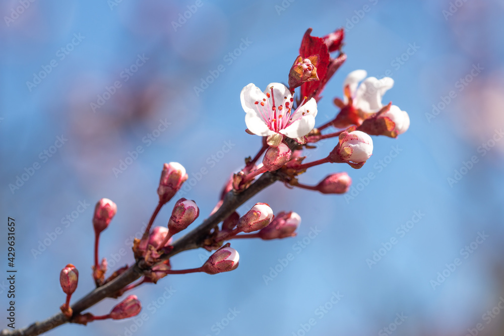 pink buds of cherry tree branch close up pink buds of cherry tree branch close up