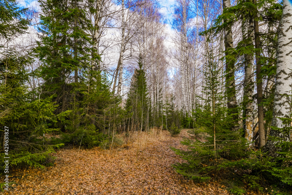 Obraz premium spring in a birch forest 
