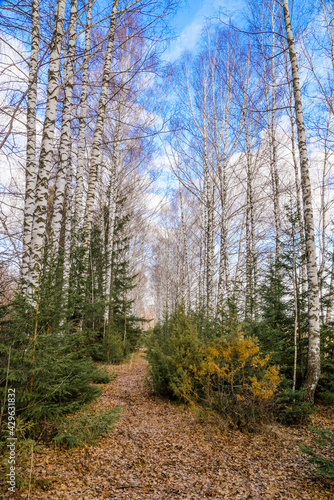 spring in a birch forest  © SERGEY IVANOV