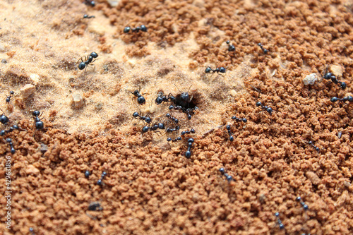 Ants. Macro photo. Termitnik. Colony of ants