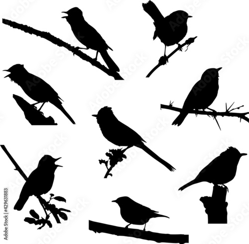 Tableau sur toile Scrub Warbler Silhouette Vector Set