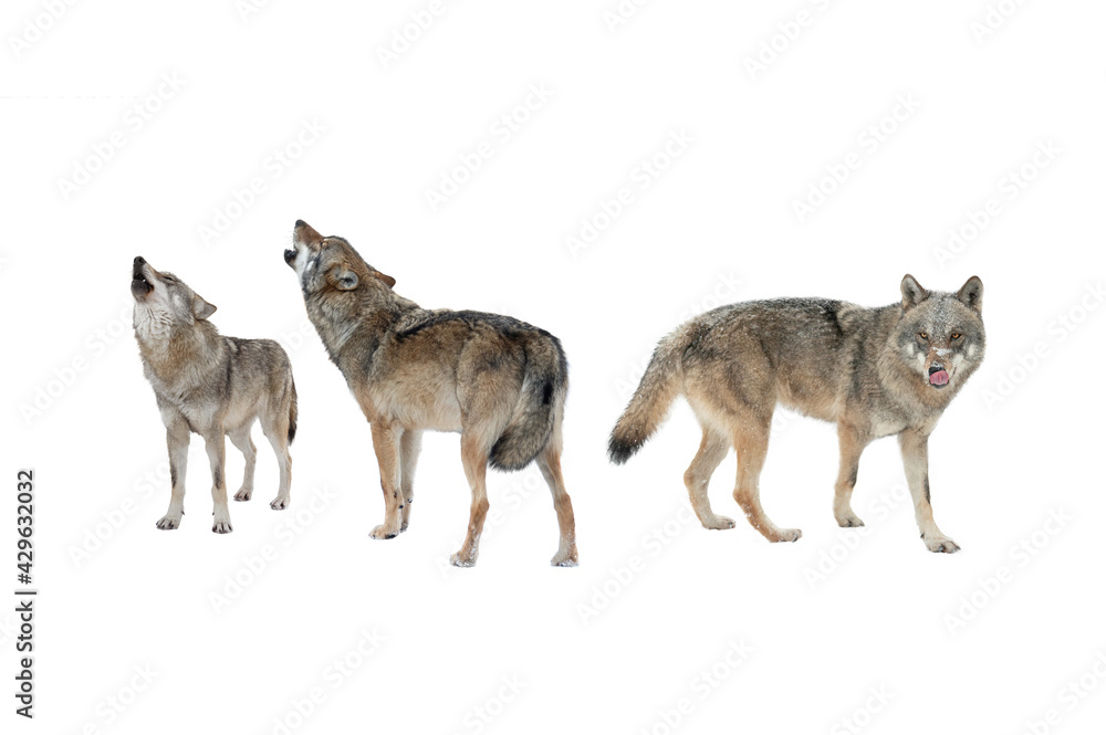 Obraz premium Wolf and she-wolf howling isolated on white background