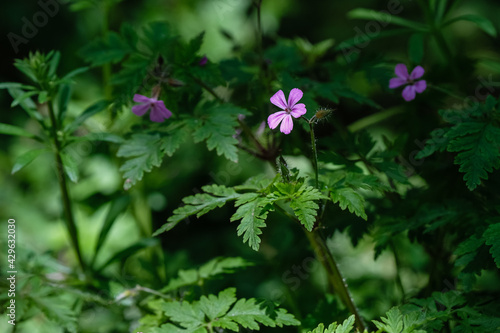 Géranium herbe à robert