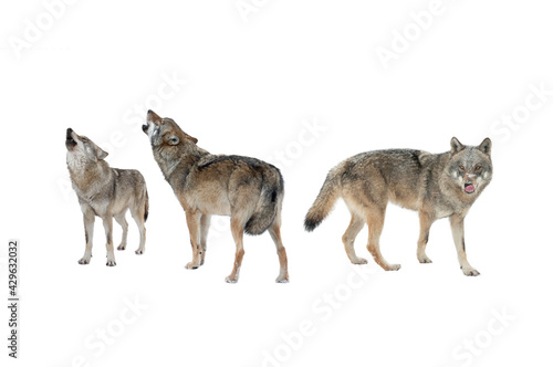 Wolf and she-wolf howling isolated on white background