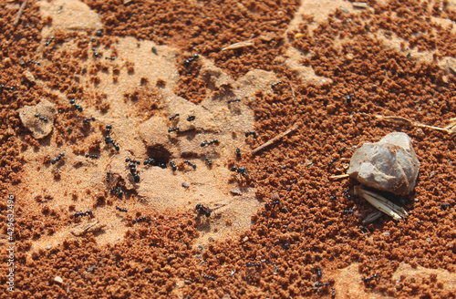 Ants. Macro photo. Termitnik. Colony of ants