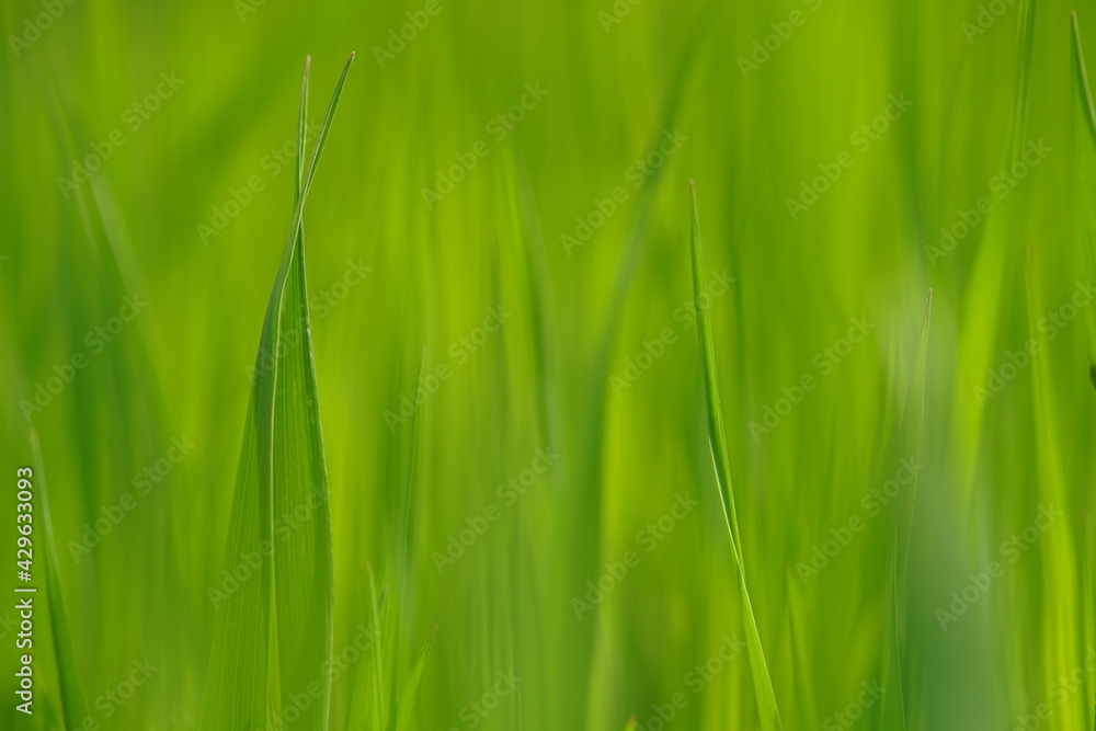 Natural background with fresh green grass. Natural background with fresh green grass.