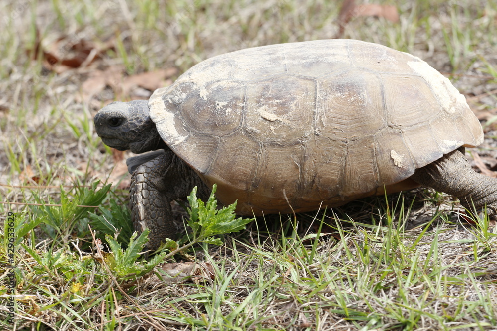 A closeup of a Gopher Tortoise,Gopherus polyphemus, a protected Threatened Species and the State Tortoise of Florida A closeup of a Gopher Tortoise,Gopherus polyphemus, a protected Threatened Species and the State Tortoise of Florida