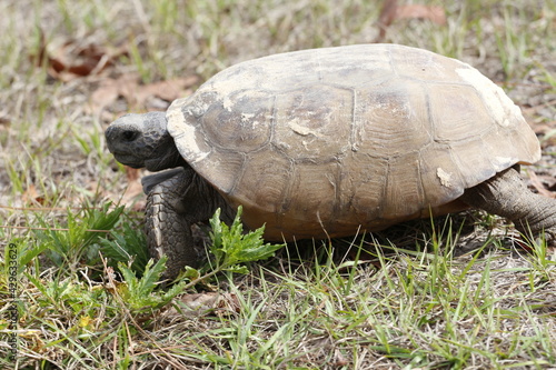 A closeup of a Gopher Tortoise,Gopherus polyphemus, a protected Threatened Species and the State Tortoise of Florida