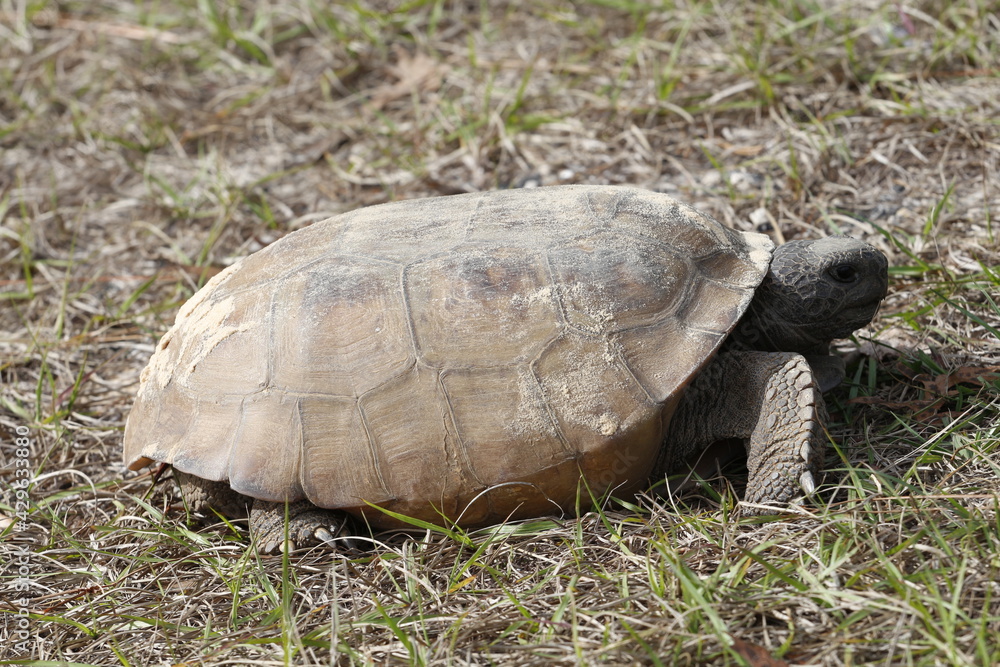 A closeup of a Gopher Tortoise,Gopherus polyphemus, a protected Threatened Species and the State Tortoise of Florida
