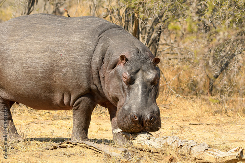 Hippopotamus standing in the bush - Kruger National Park