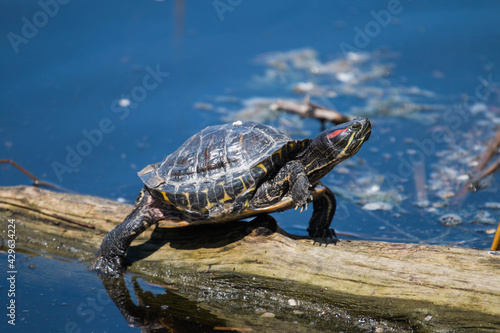 A red-eared turtle basking in the sun sitting on a tree trunk in a pond. 