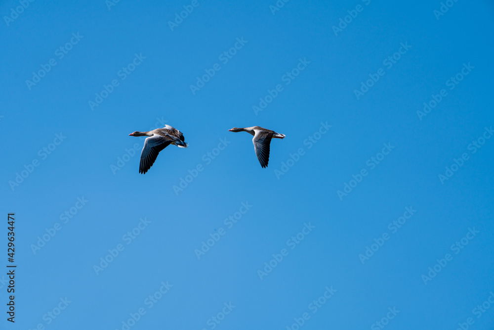 Obraz premium Gänse im Flug